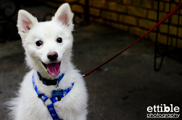 Spitz, Japanese Dog